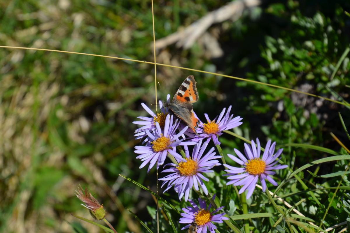 Rosengarten 11.07.2022